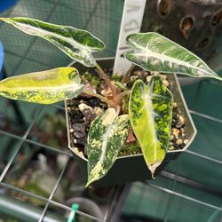 Alocasia Bambino Aurea