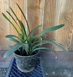 Plant Flower Clivia (Orange)
