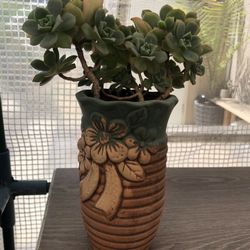 Succulent Plants