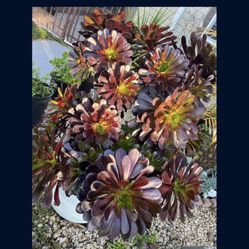 Succulent For Sale/ Suculenta En Venta 
