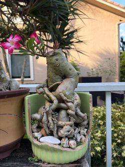 Desert rose bonsai