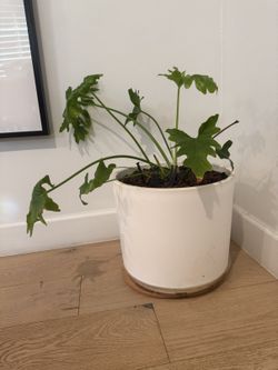 Split-Leaf Philodendron in White Pot — $45