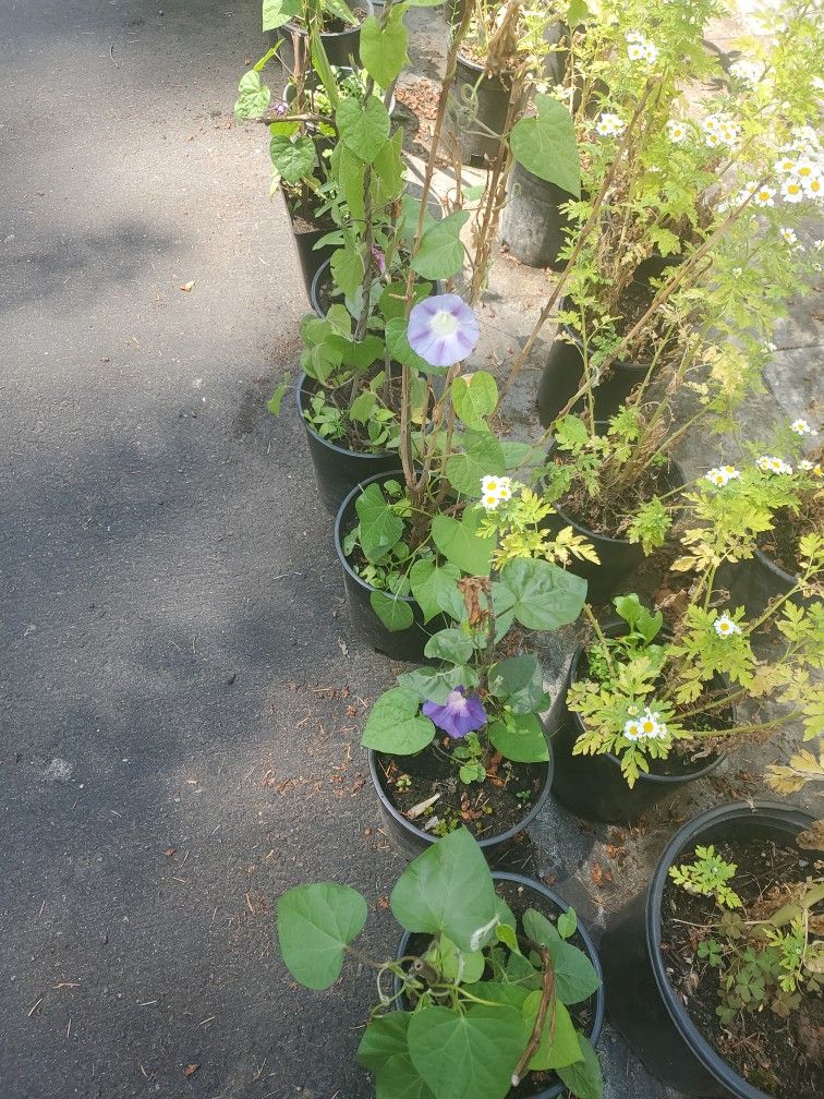 Morning Gloria Plant Each $5