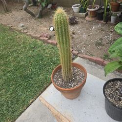 Long Golden Torch Cactus