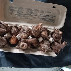 Three small Elephant ears for $10