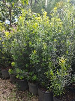 Podocarpus Hedges 7gl 4-4.5ft🌱$19