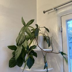 Philodendron squamiferum