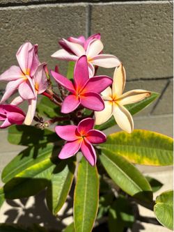 Pink Plumerias