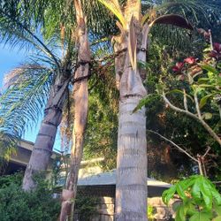  Palm Trees They Are Free 