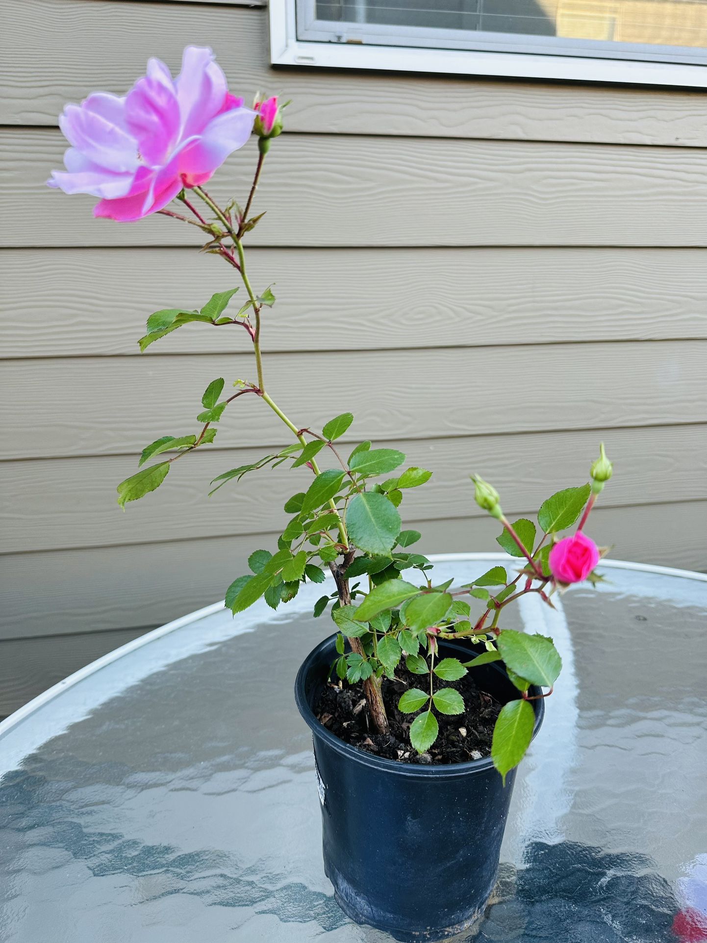 Rose Plants 