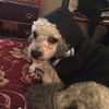 Louie