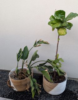 Plants
