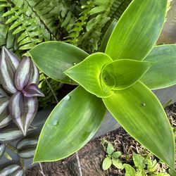 Nice Green Plant Each Ask 8.00