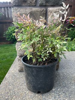 Plant