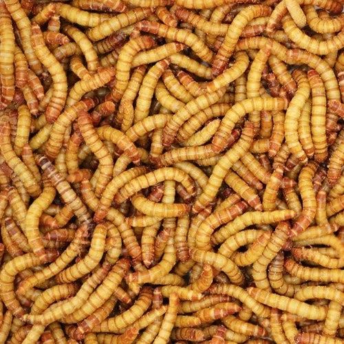 Mealworms