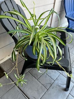 Spider Plant