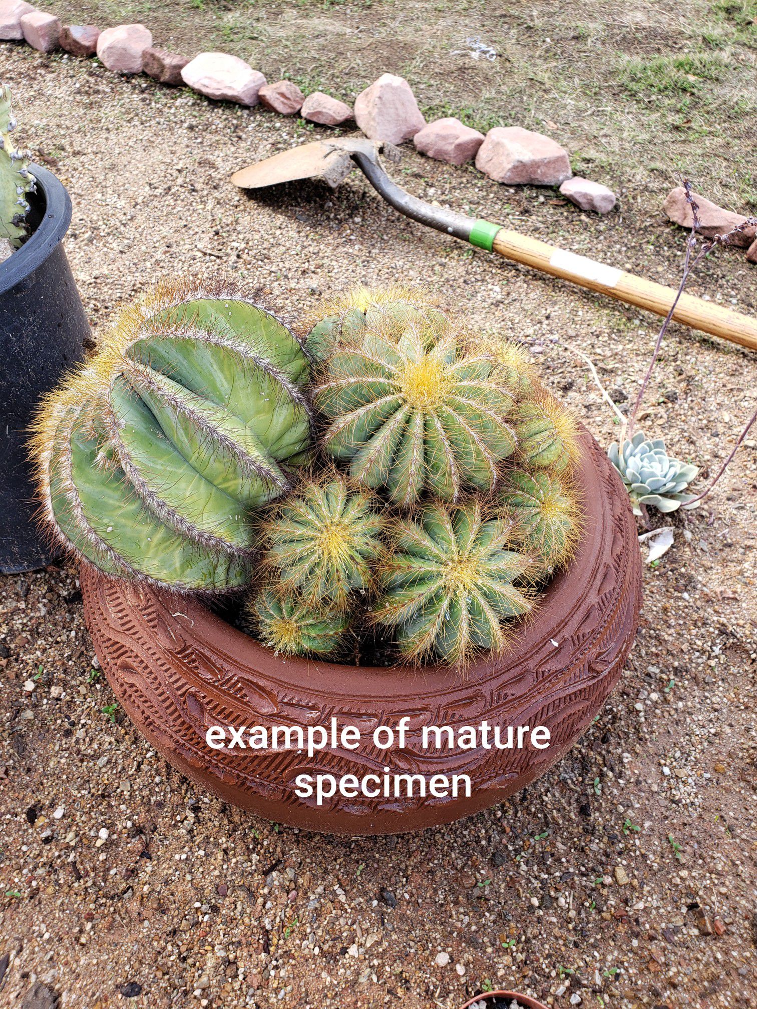 Notocactus Magnificus Cactus (4 inch pot size)