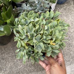 Rippling Jade Succulent Plant