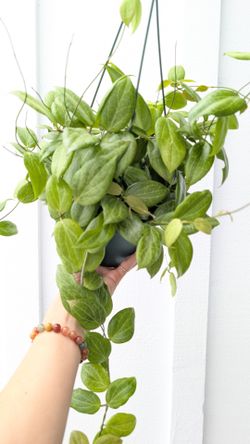 Hoya Fitchii Plant 6" Pot - Indoor House Plants