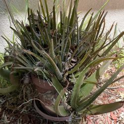 Free Potted Plants