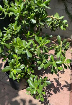 Large Jade Plant