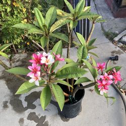 Plumeria 