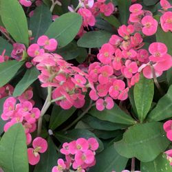 Queen Of Thorns Or Kiss Me Quick Pink 4” Rooted Potted 