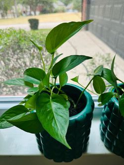 Pothos Plant in Dark Green Ceramic 6” Pot