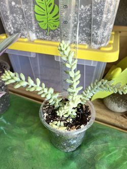 Burro’s Tail/Donkey ‘s Tail Starter