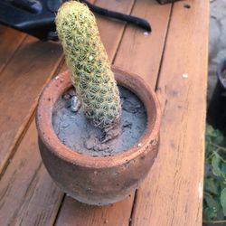 Cactus