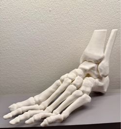 STRATA 3D Prints - Skeleton Foot Anatomy Model