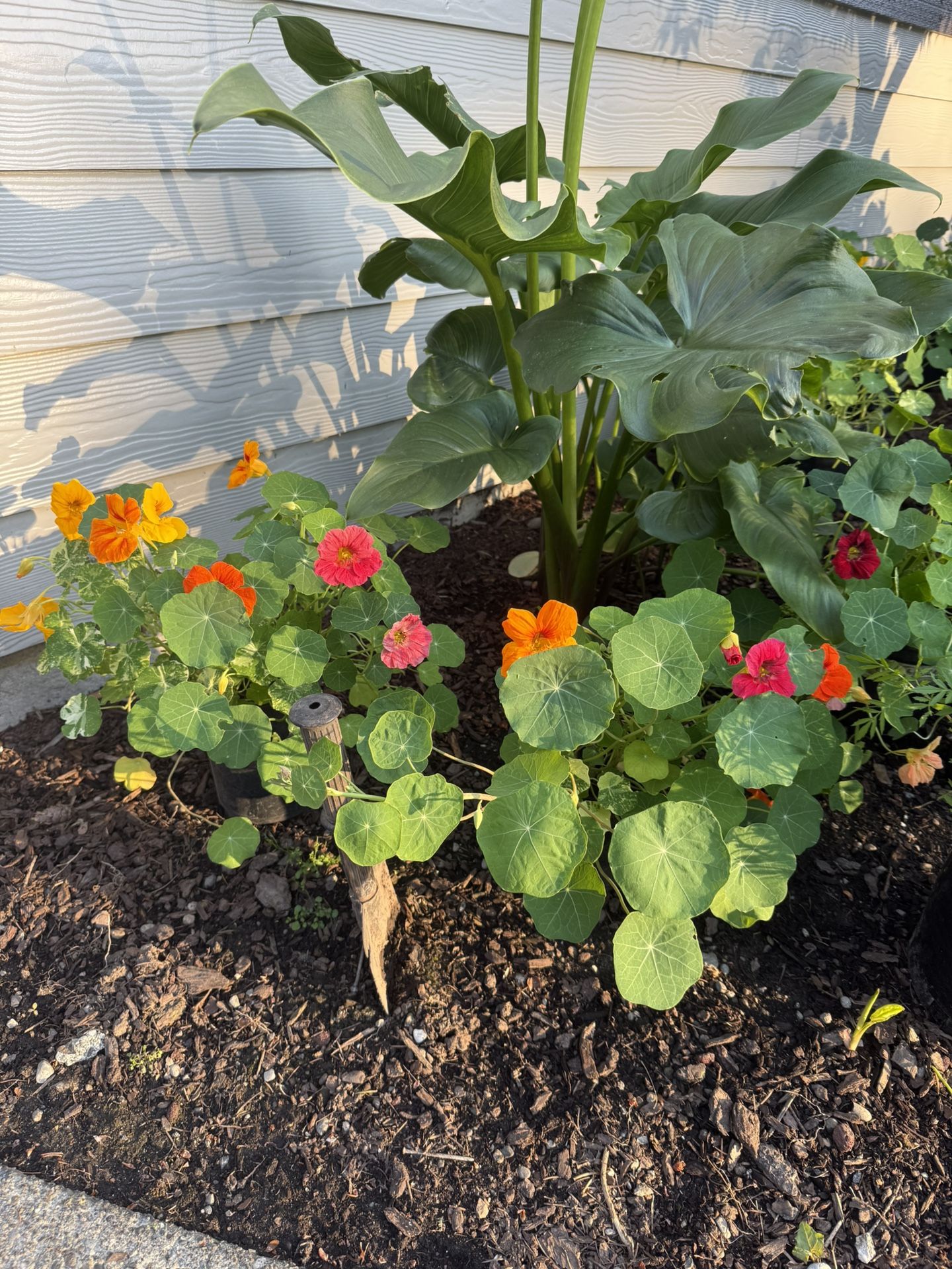 Nasturtium Plants Blooming In Pots Variety Of Colors