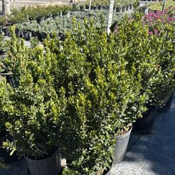 🌺 Ixora – 3 Gallon