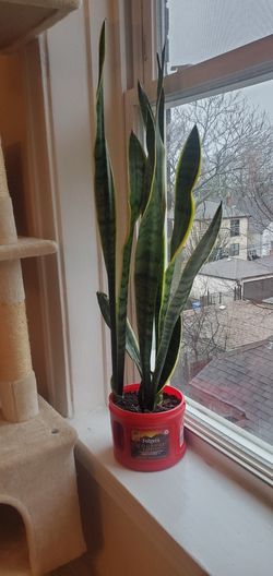 Dracaena trifasciata (Snake Plant)