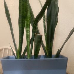 Live Snake Plant