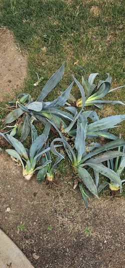 Agave Cuttings