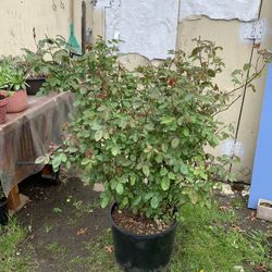 Outdoor Rose 4 Ft Tall and 4 Ft Wide 