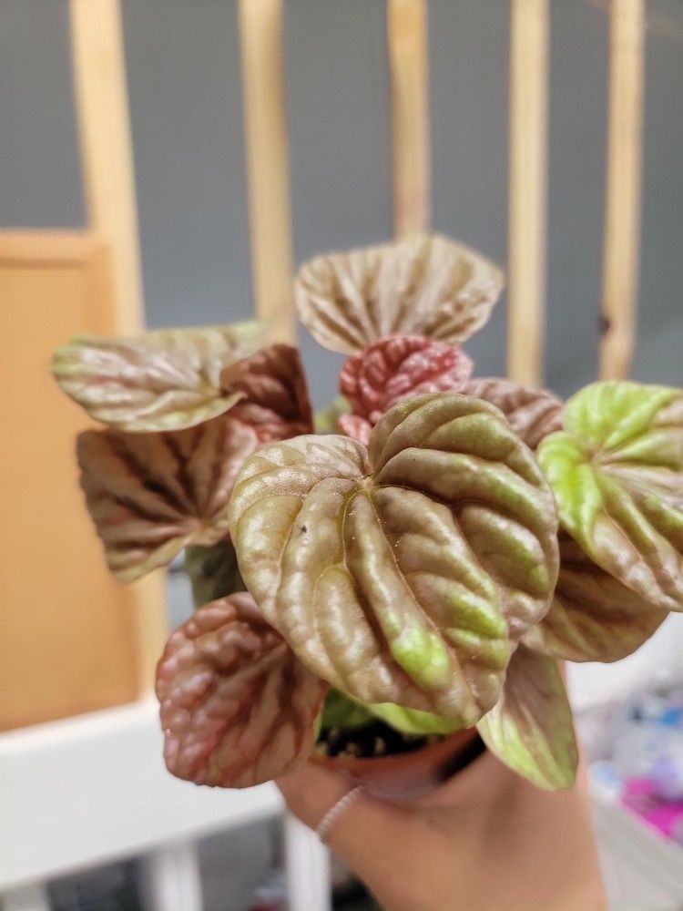 Peperomia Quito Plant 4"