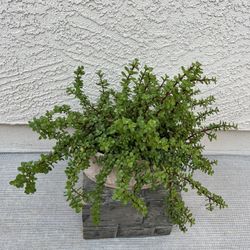 Succulent Live Plant 