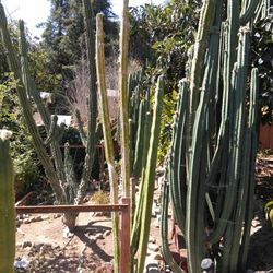 🌵 Cactus Large Collection