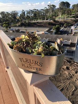 Succulent arrangement with planter