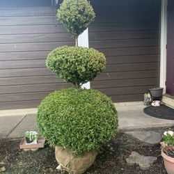 5 Ft Topiary Boxwood Plant