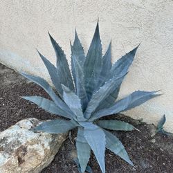 Agave Plants