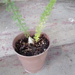 Planta cola De Sorra