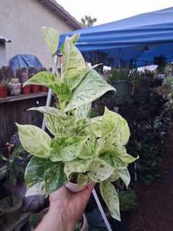Snow Queen Pothos Plant $18