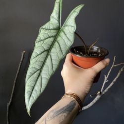 ✨Dragon Breath | Alocasia✨