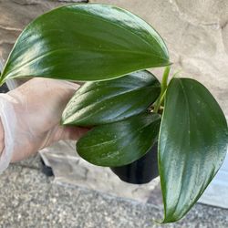 Rhaphidophora Decursiva Rare Plant In 5” Pot Price Firm