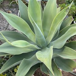 Foxtail Agave Plant 