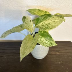 Pothos Neon Live indoor Plant