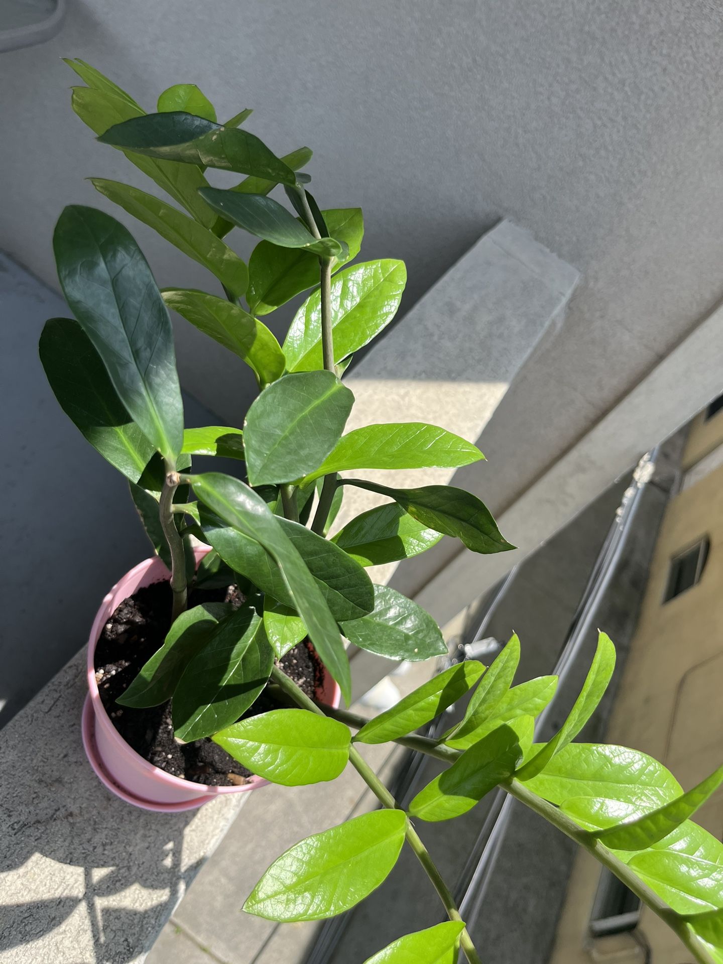 ZZ Plant - Real Plant